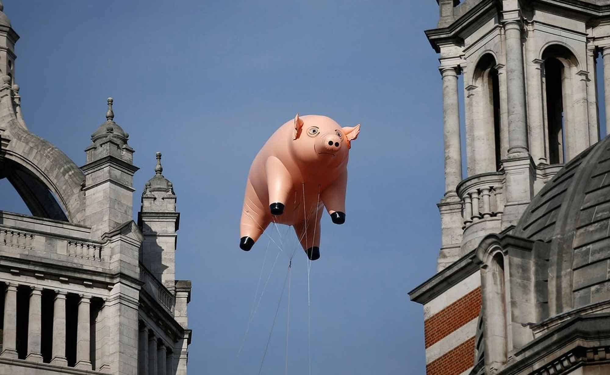 Colorful pig balloon soaring through the sky between classic city architecture.