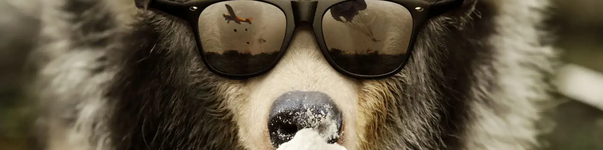 Adorable bear wearing sunglasses with snowy nose, outdoor winter scene, playful wildlife imagery.